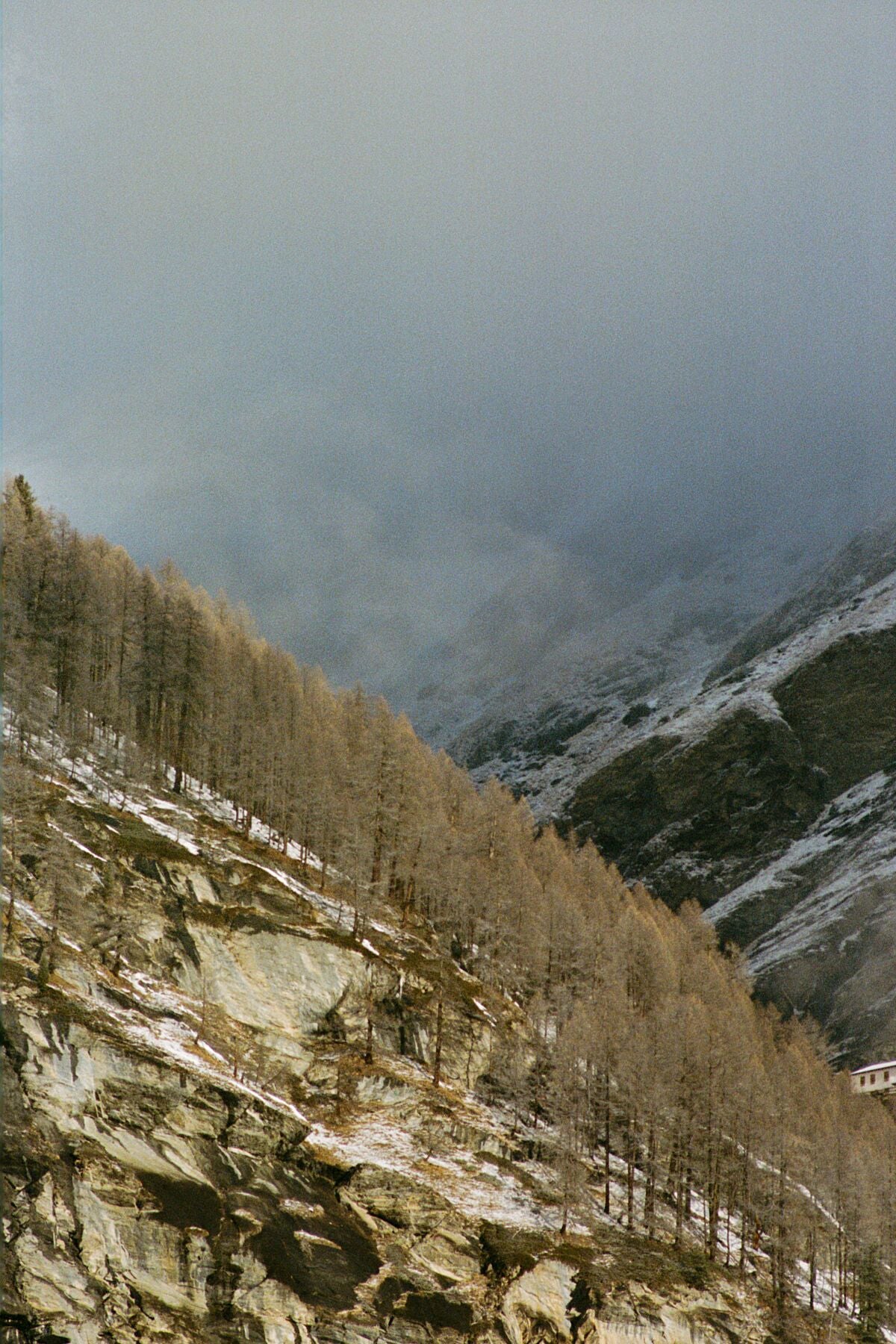 Analog film photograph of a mist-covered alpine valley with bare winter trees rising from a rocky slope, capturing stillness and subtle light shot on 35mm