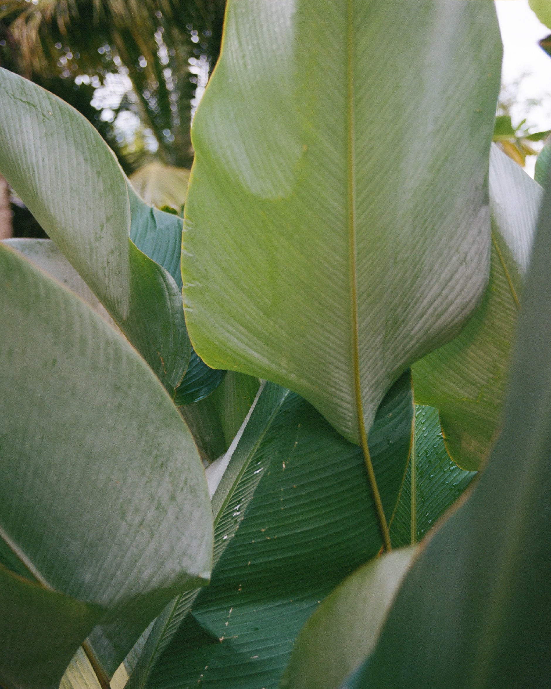 Close-up of large green leaves with a blurred background Sri Lanka 