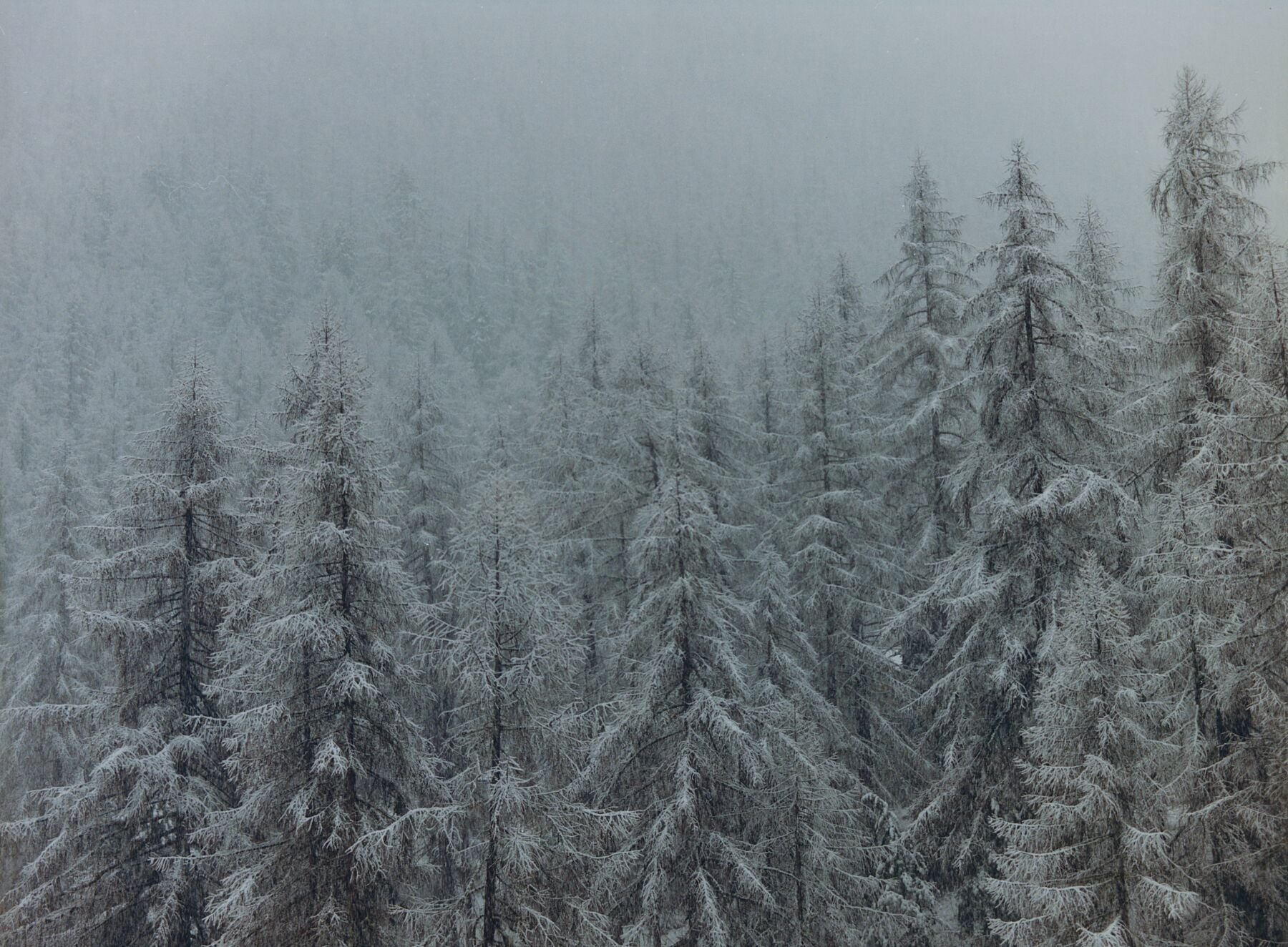 Analog winter forest landscape print of snow covered alpine trees in mist, shot on 120mm film in the Swiss Alps with soft muted tones