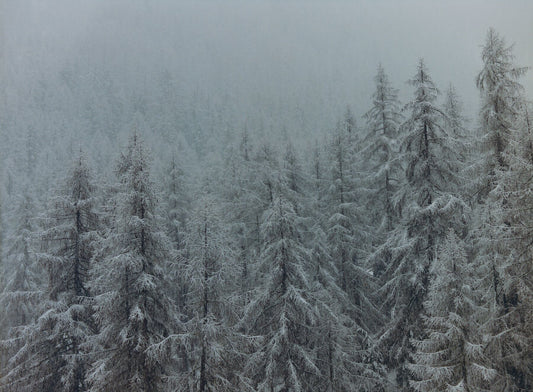 Analog winter forest landscape print of snow covered alpine trees in mist, shot on 120mm film in the Swiss Alps with soft muted tones