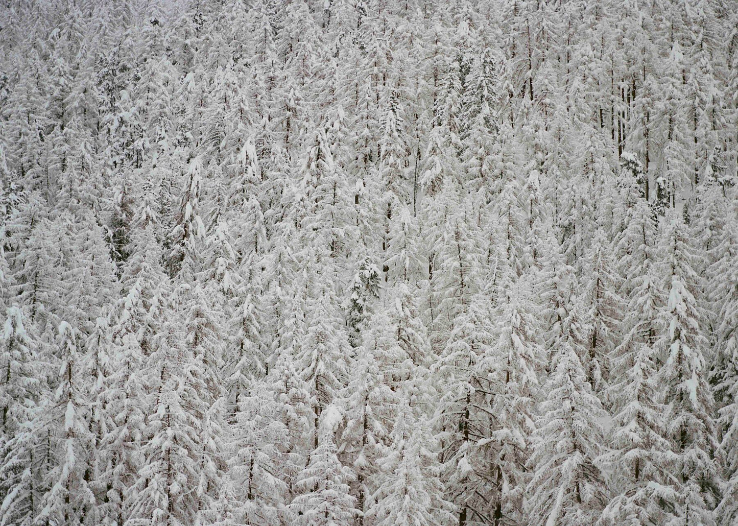 Analog winter forest landscape print of dense snow covered pine trees, shot on 35mm film in the Swiss Alps with soft neutral tones