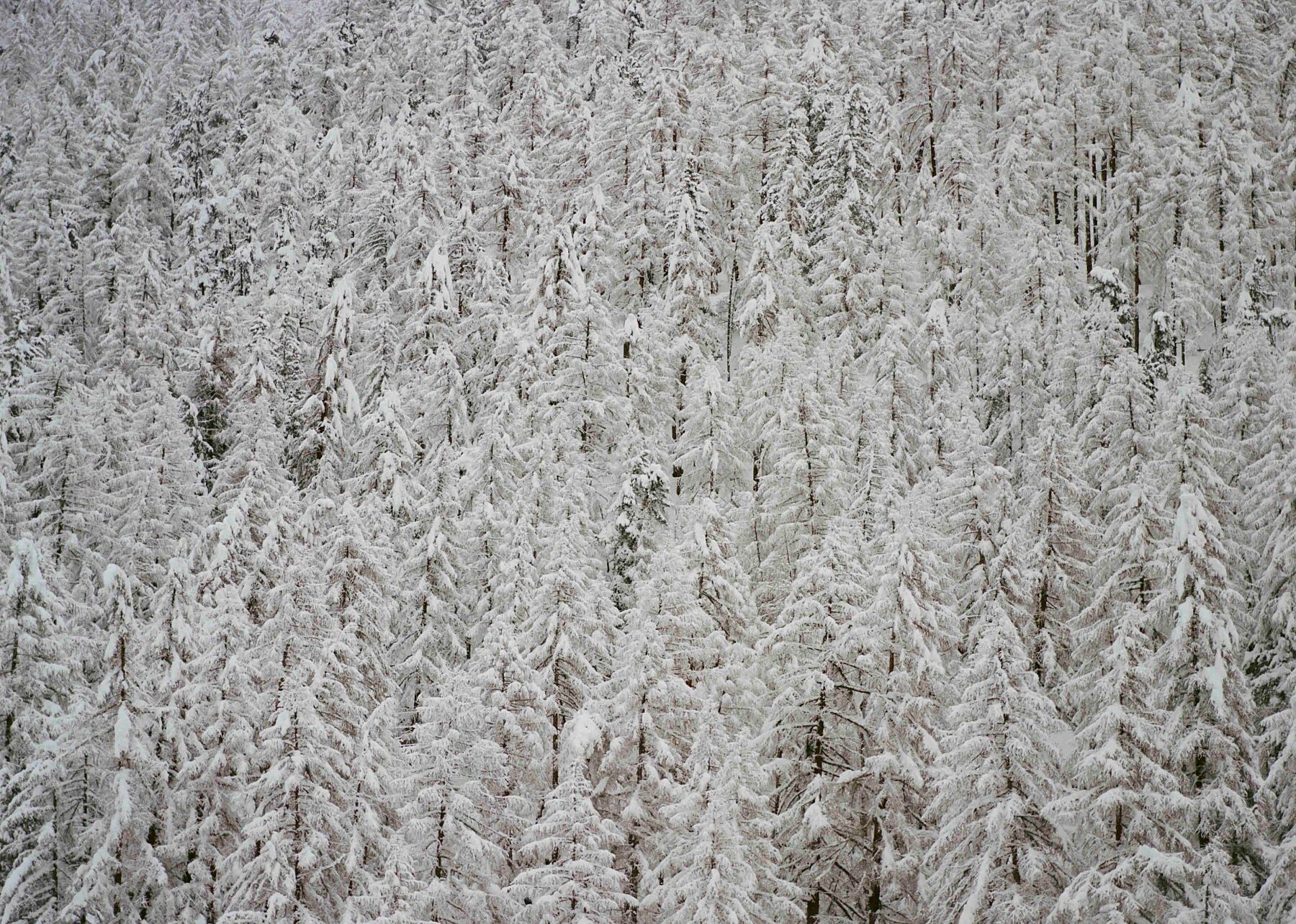 Analog winter forest landscape print of dense snow covered pine trees, shot on 35mm film in the Swiss Alps with soft neutral tones