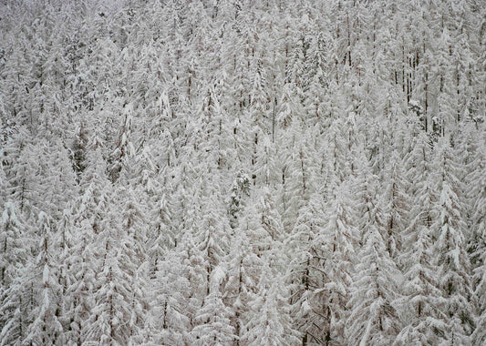 Analog winter forest landscape print of dense snow covered pine trees, shot on 35mm film in the Swiss Alps with soft neutral tones