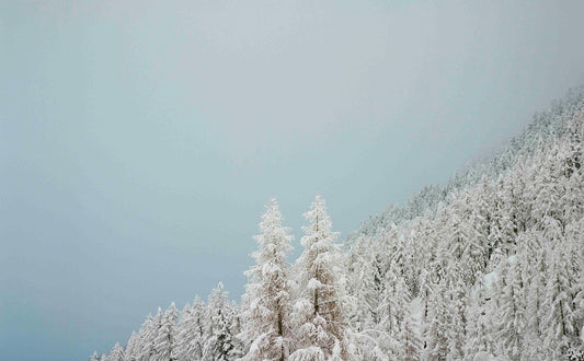 Analog film photograph of two snow-covered pine trees standing against a misty alpine backdrop, capturing the quiet stillness of winter shot on 120mm