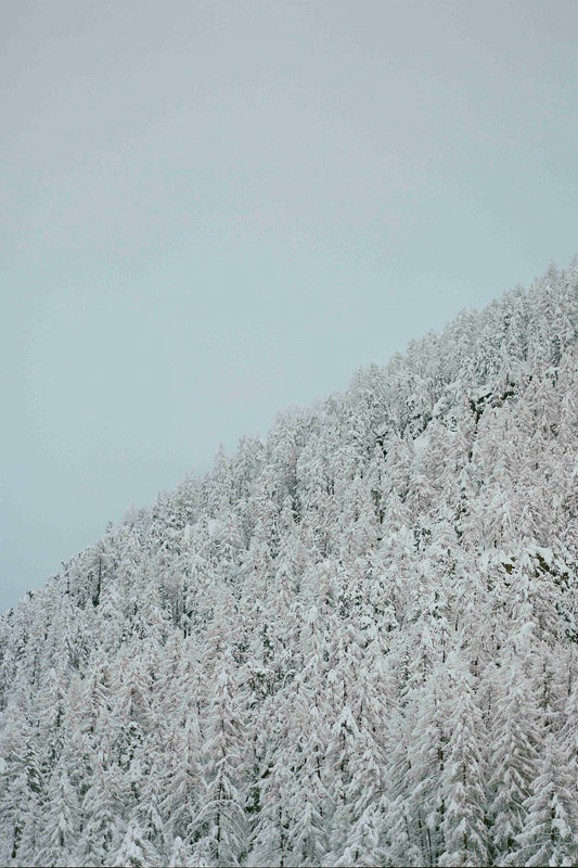 Analog film photograph of a snow-covered mountain slope in the Swiss Alps, showing layers of pines fading into soft winter light shot on 120mm.